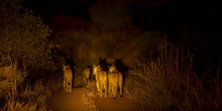Pilanesberg Night Safari Tour from Sun City